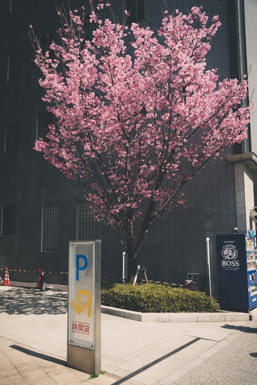 目黒　ナカメアルカス　陽光桜