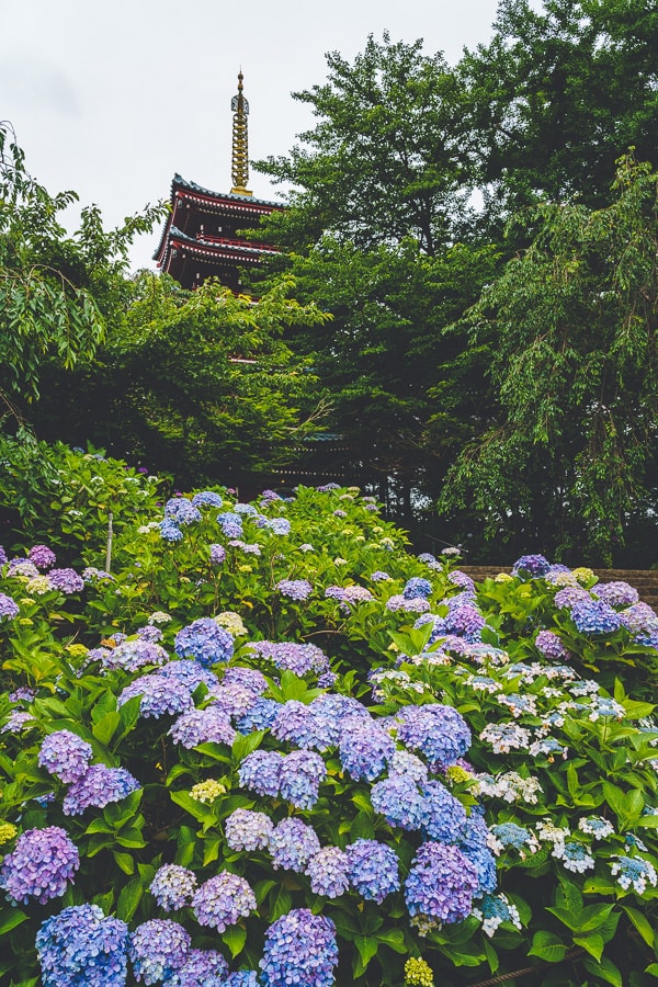 本土寺　紫陽花