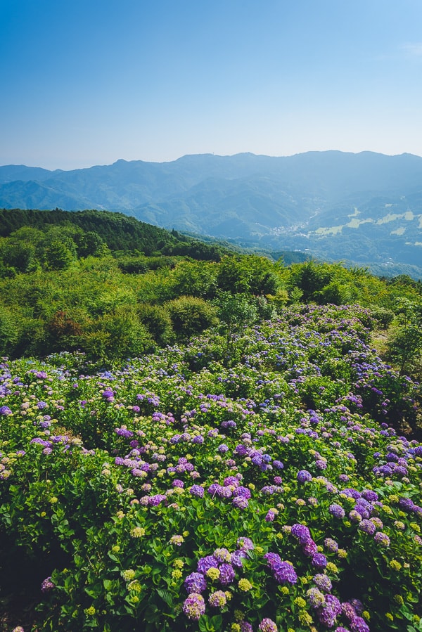 美の山公園　紫陽花