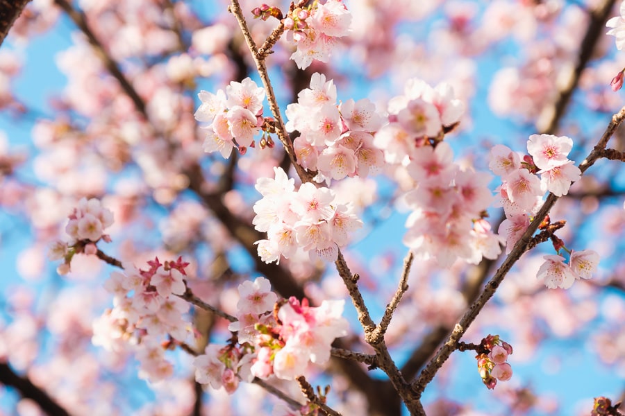 糸川　熱海桜