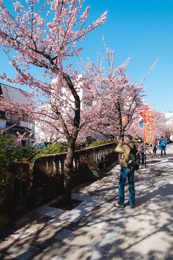 糸川　熱海桜