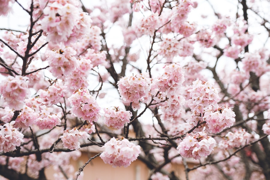 春木径　幸せ道　春めき桜