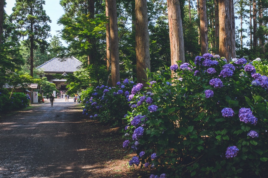 多古日本寺　紫陽花
