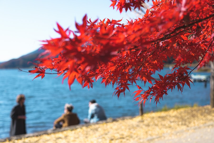 河口湖　富士山　紅葉