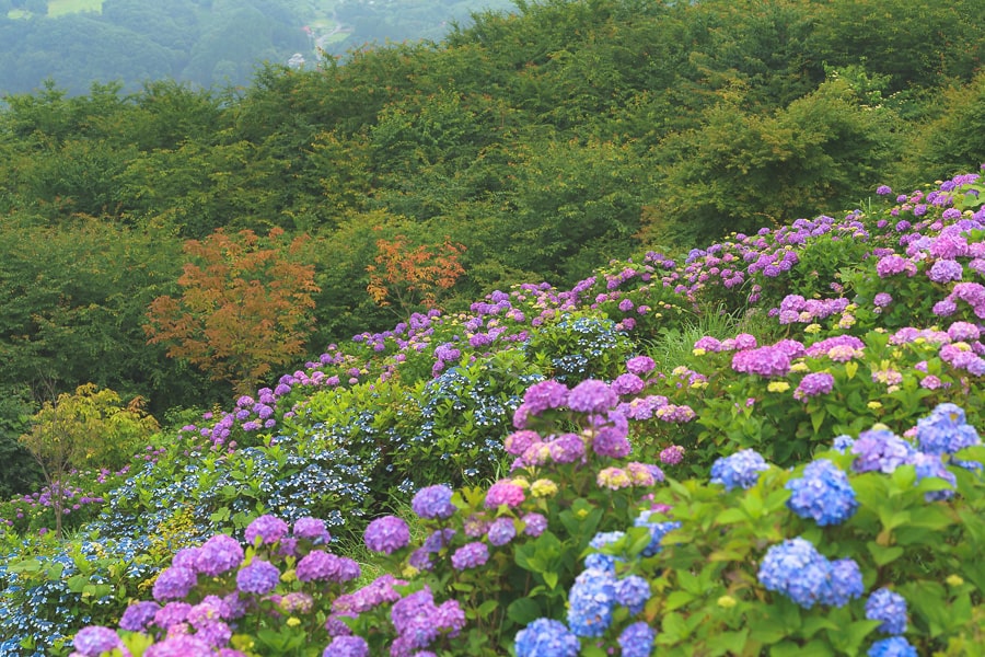 美の山公園　紫陽花