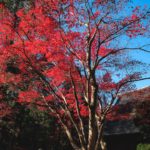 埼玉新座平林寺の紅葉見頃過ぎても太陽の光に当たるもみじを綺麗に撮影してきた