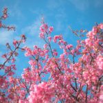 伊豆土肥桜日本一早咲きの桜といわれ見頃になった紅白の二つの種類の花を撮影してきた