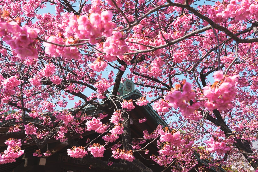 桜の花　Lightroom Classic 写真現像　レタッチ　寒緋桜
