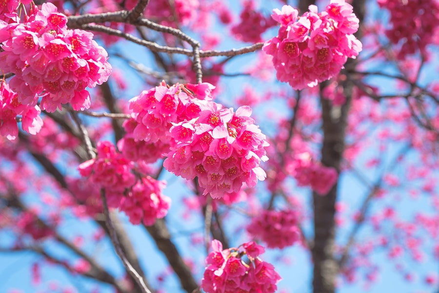 桜の花　Lightroom Classic 写真現像　レタッチ　台湾緋桜