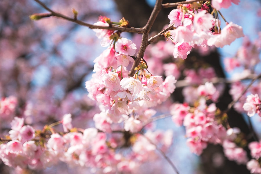 桜の花　Lightroom Classic 写真現像　レタッチ　安行桜
