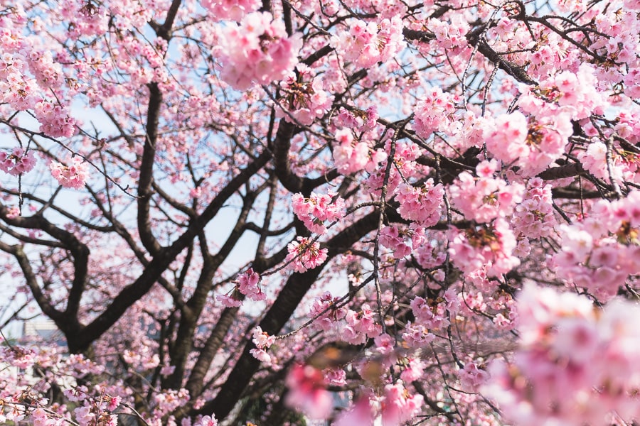 桜の花　Lightroom Classic 写真現像　レタッチ　安行桜