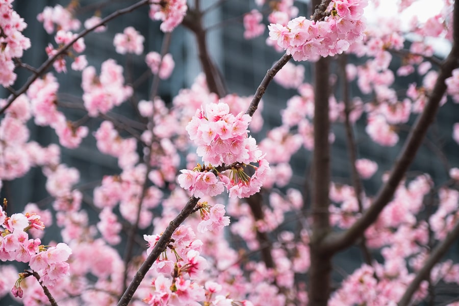 桜の花　Lightroom Classic 写真現像　レタッチ　大寒桜