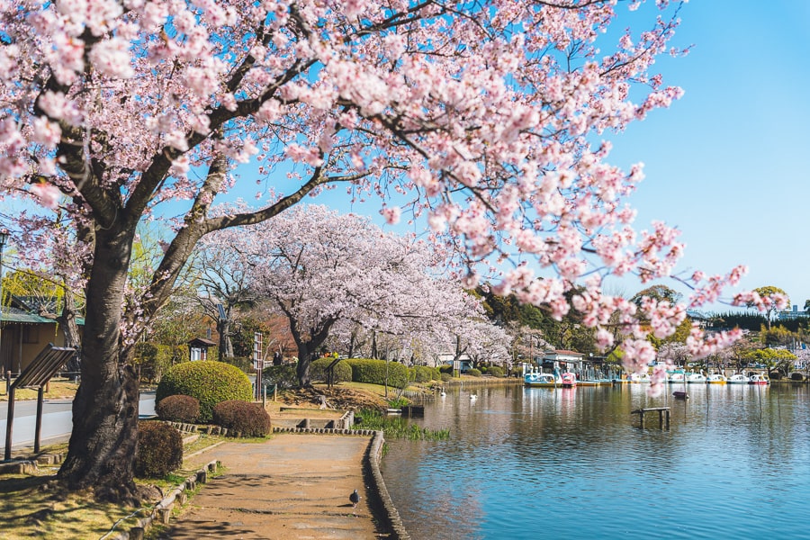 桜の花　Lightroom Classic 写真現像　レタッチ　ソメイヨシノ