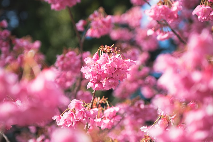 桜の花　Lightroom Classic 写真現像　レタッチ　土肥桜