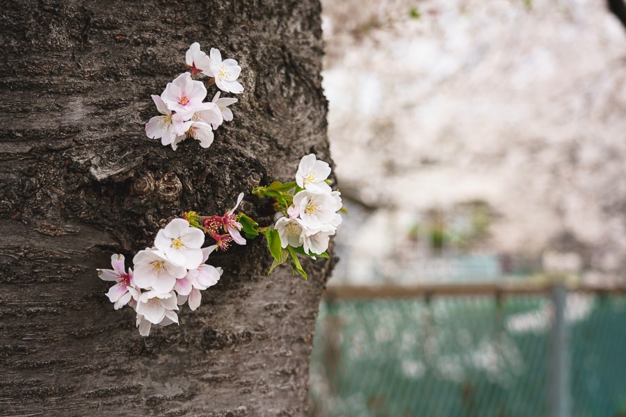 桜の花　Lightroom Classic 写真現像　レタッチ　ソメイヨシノ