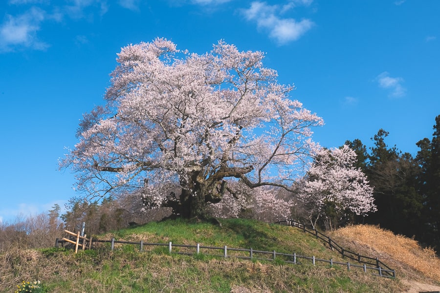桜の花　Lightroom Classic 写真現像　レタッチ　ヒガンザクラ