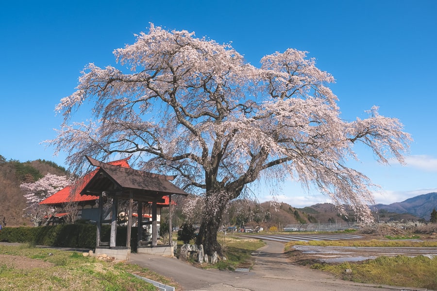 桜の花　Lightroom Classic 写真現像　レタッチ　シダレザクラ