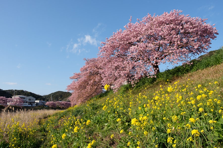 桜の花　Lightroom Classic 写真現像　レタッチ