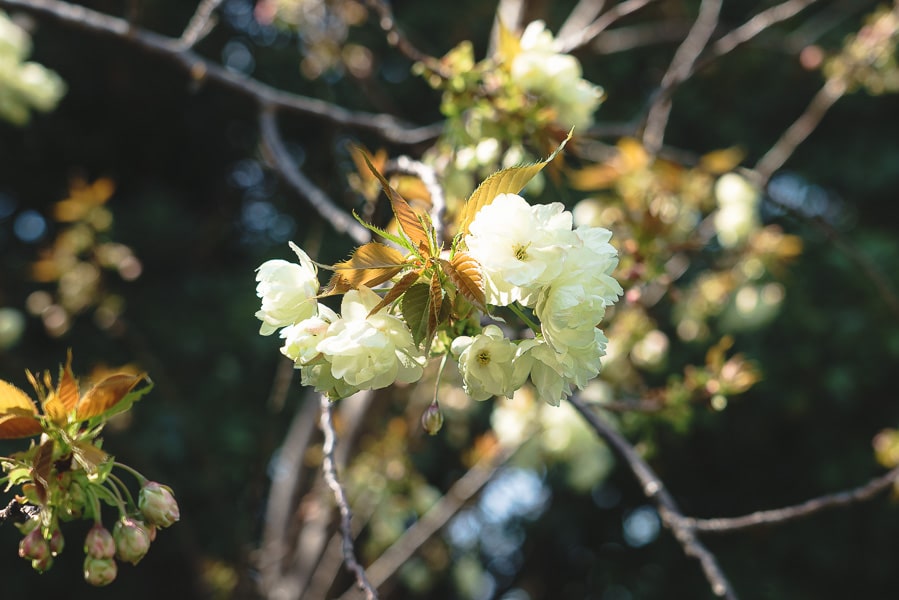 桜の花　Lightroom Classic 写真現像　レタッチ　うこん桜