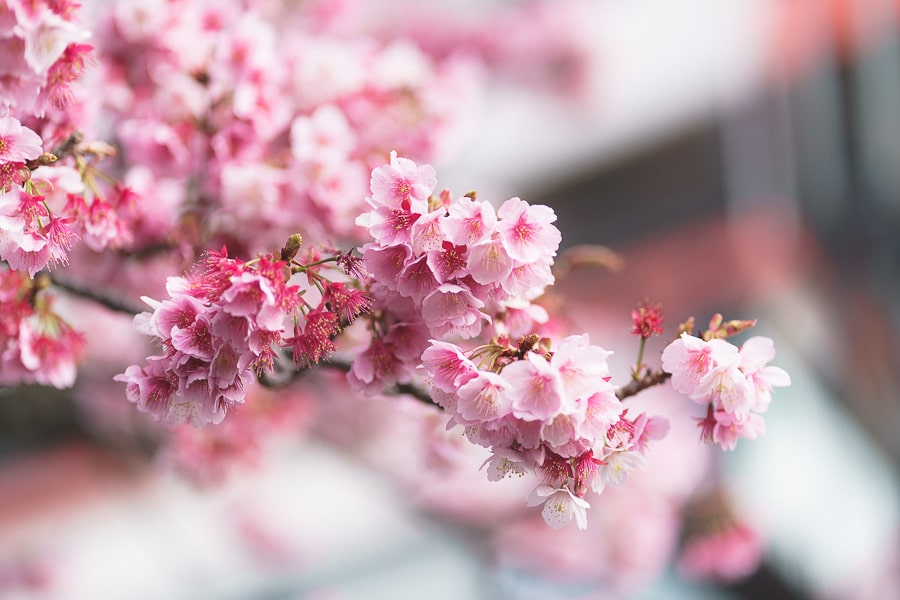 桜の花　Lightroom Classic 写真現像　レタッチ　熱海桜