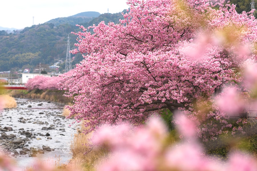 桜の花　Lightroom Classic 写真現像　レタッチ　河津桜