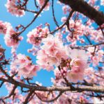 桜の花の色を綺麗に印象深く春を感じさせる現像とレタッチをしてみよう【Lightroom 】