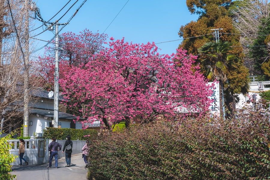 密蔵院　台湾寒緋桜