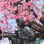 埼玉川口密蔵院の安行桜今年は遅めの満開を迎え無事撮影してきました