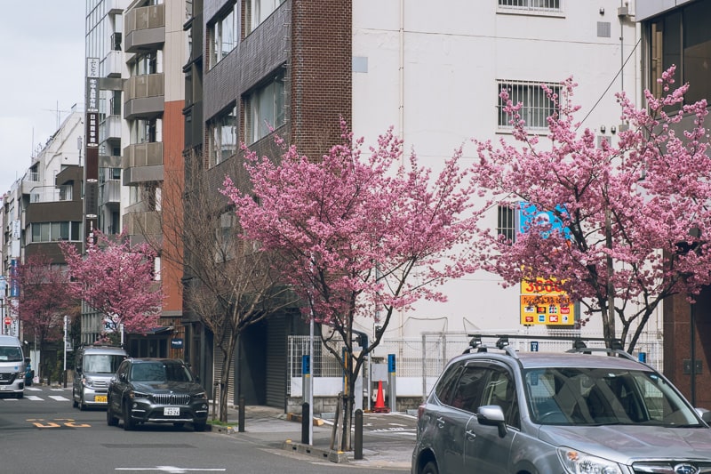 日本橋　おかめ桜