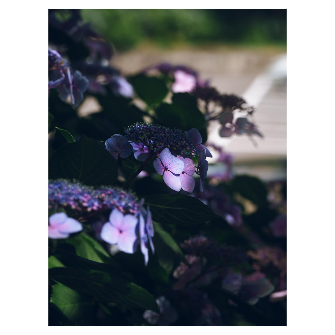晴れの日　紫陽花