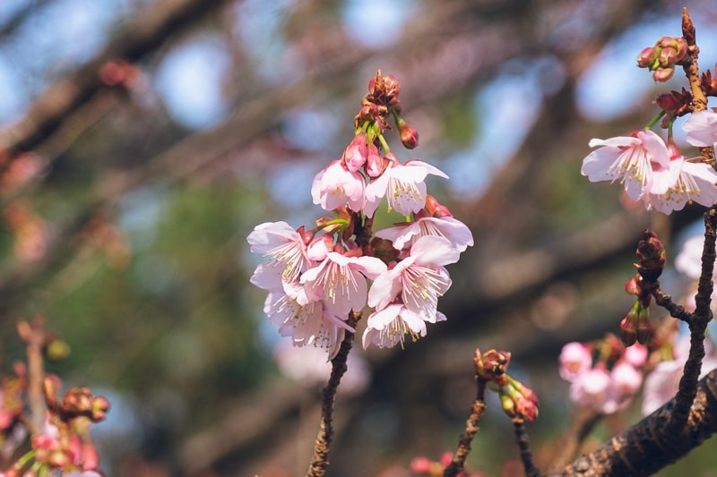 土肥桜　白種