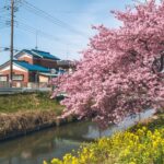 埼玉鷲宮満開の河津桜が青毛堀川に続く風景を撮影してきた【2025年】